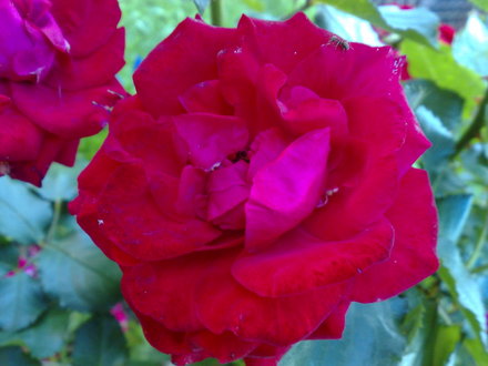 roses
