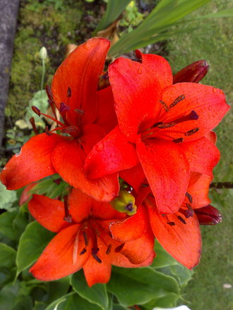 red lilly