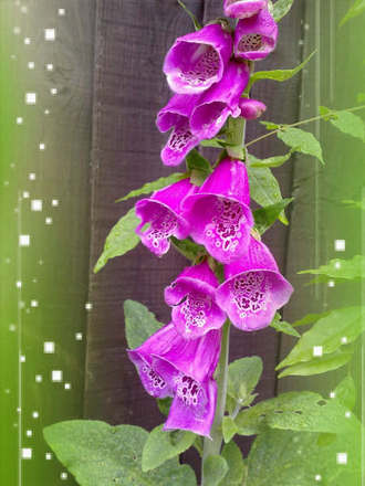 foxglove