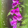 Y1p9aul808_flxt9fjvadet4wpl4q9jeuomdtkloahoaozit_foxglovexf40s2ksi7rolhqeqblkmwn3ugyxme