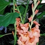 Gladioli