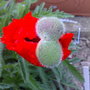 poppy