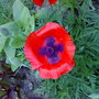 poppy
