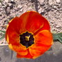 11042007048_tulip