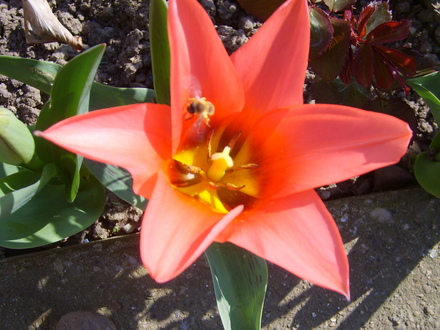 tulips