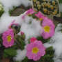 winter primroses.