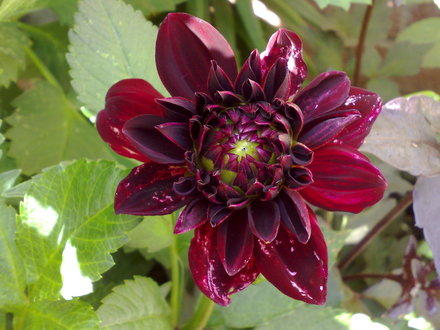 bishop of canterbury dahlia