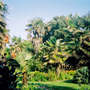 ventnor botanic garden Isle of wight
