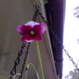 winter pansy