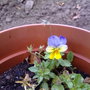  viola winter pansy