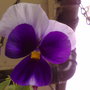 winter pansy