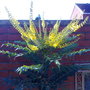 mahonia
