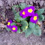 winter primroses