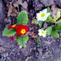 winter primroses