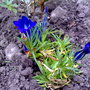 gentian (Gentiana sino-ornata)