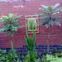 mahonia (mahonia xmedia)