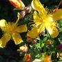 Hypericum olympicum