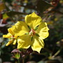 Lysimachia ciliata
