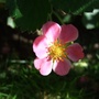 Fragaria 'Pink Panda' (Fragaria)