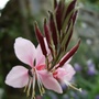 Gaura lindheimeri