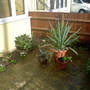 corner - front garden revamped