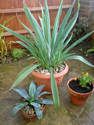 tropical display