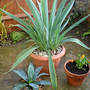 Dsc00066_edited