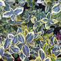 Dsc00070_edited