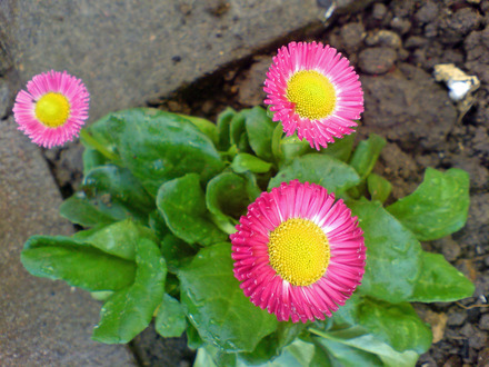 bellis daisy (Bellis perennis)