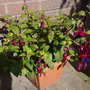 summer fucshia 