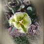 tulip
