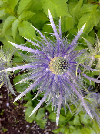 sea holly (Eryngium alpinum)