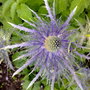 sea holly (Eryngium alpinum)