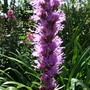 Liatris_in_the_sun