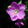 Polemonium caeruleum (Polemonium caeruleum)
