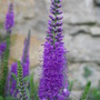Veronica longifolia (Veronica longifolia)