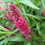 Veronica  spicata 'Rotfuchs' (Veronica spicata)