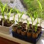 My first sweet corn - Swift (Sweetcorn)