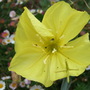Oenothera macrocarpa (Oenothera macrocarpa)