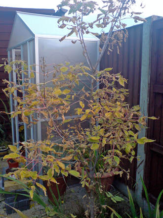 acer negundo 'variegatum (Acer negundo 'varigata')