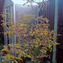 acer negundo 'variegatum (Acer negundo 'varigata')