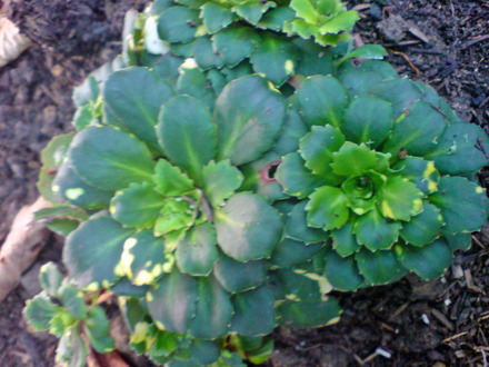 londons pride (Saxifraga umbrosa)