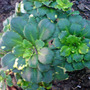 londons pride (Saxifraga umbrosa)