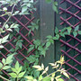 jasmine - pale pink (Jasminum x stehanense)
