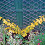 Hamamelis x intermedia