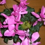 Plant (Cyclamen persicum (Cyclamen Victoria (fimbriata type)))