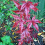 acer 'bloodgood' (Acer palmatum)
