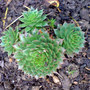 houseleek (Sempervivum tectorum)