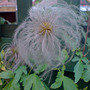 seed head clematis tangutica (Clematis tangutica)