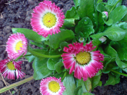 bellis daisy pink (Bellis perennis)